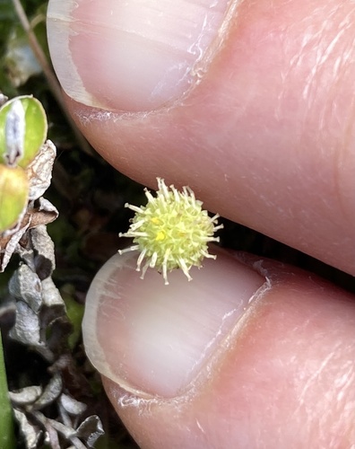 Leptinella squalida observed 2026-10-18