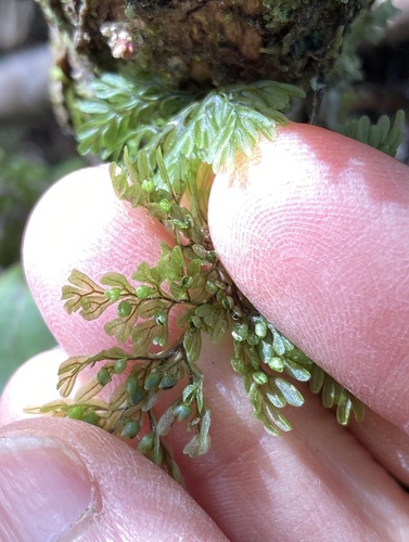 Hymenophyllum villosum observed 2026-10-15
