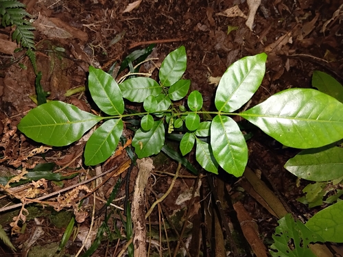Dysoxylum observed 2026-10-23