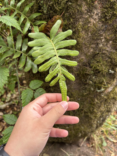 Polypodium scouleri observed 2026-10-18