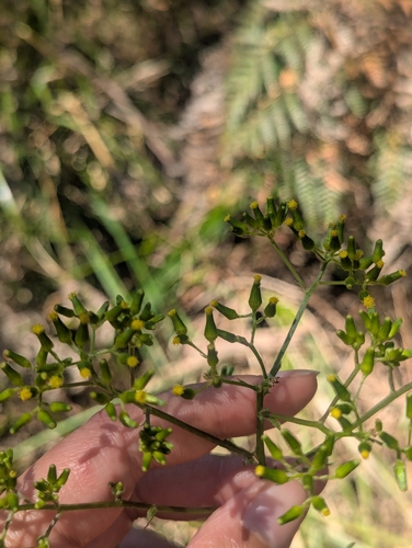 Senecio hispidulus observed 2026-10-23