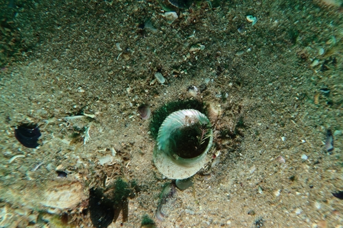 Granata imbricata observed 2026-10-22