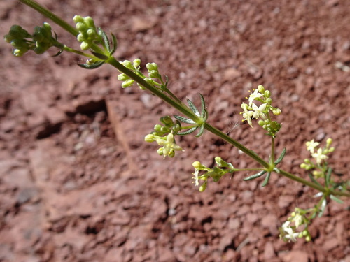 Shiny bedstraw