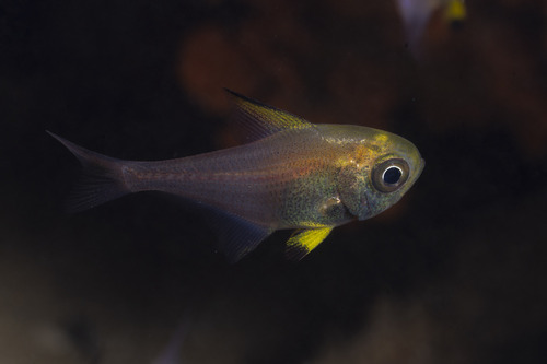 Pempheris observed 2026-10-21