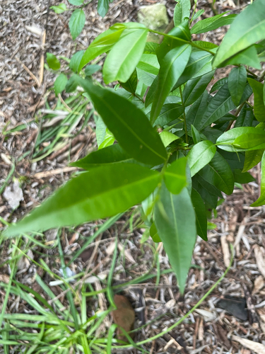 Blepharocalyx salicifolius, 2026-10-21