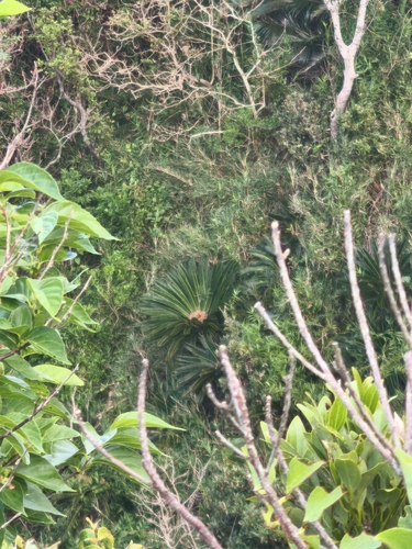 Cycas observed 2026-10-21