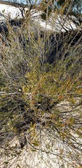 Leptospermum coriaceum