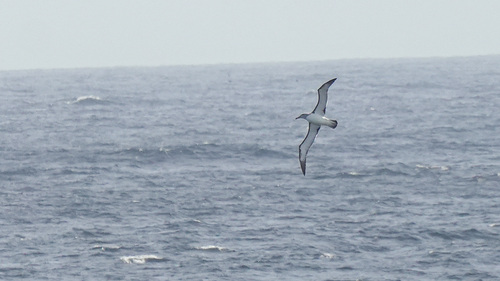 iNaturalist image