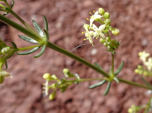 Image of Galium lucidum by (c) Thomas Koffel, some rights reserved (CC BY)