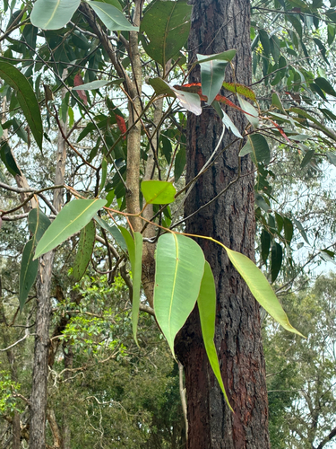 Eucalyptus robusta observed 2026-10-23