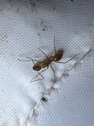 Camponotus festinatus