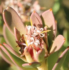 Isopogon buxifolius