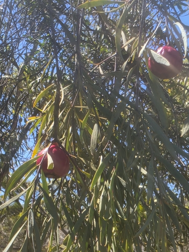 Santalum acuminatum observed 2026-10-23