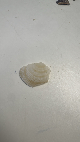 Codakia observed 2026-10-23