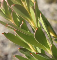 Isopogon buxifolius