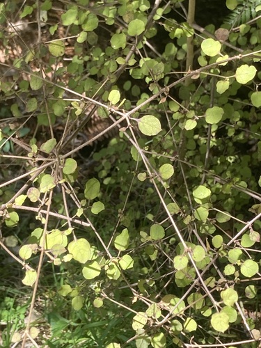Coprosma rotundifolia observed 2026-10-23