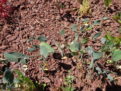 Coronilla scorpioides