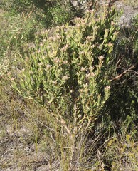 Isopogon buxifolius