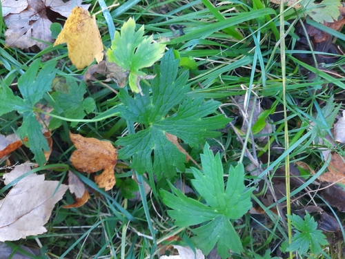 meadow buttercup photograph by the iNaturalist community
