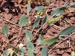 Coronilla scorpioides