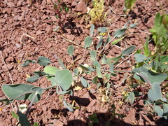 Coronilla scorpioides