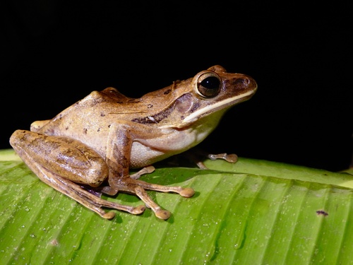 Polypedates leucomystax observed 2026-10-22