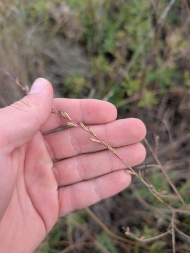 Oenothera curtiflora