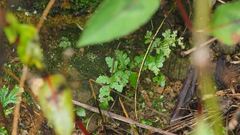Microlepia