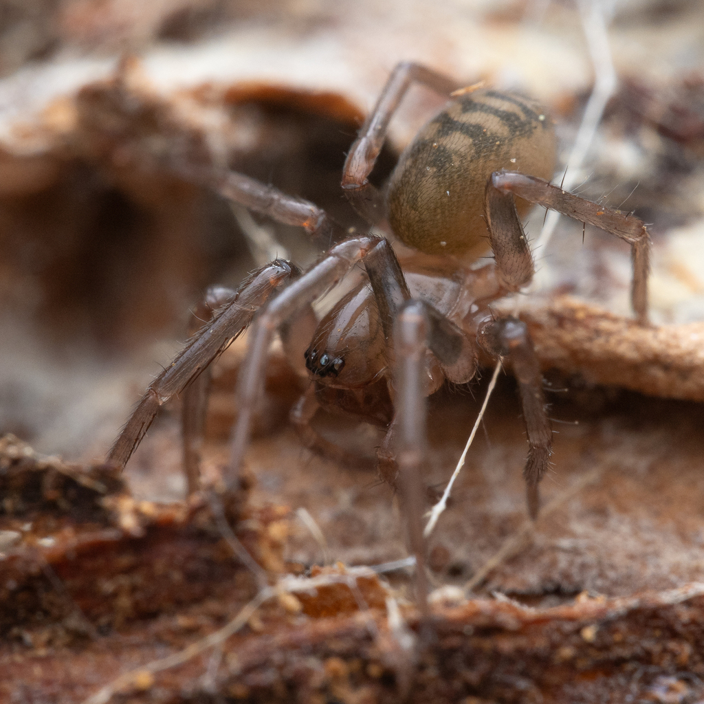 Cybaeus blasbes