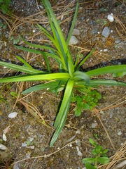 Dulichium arundinaceum