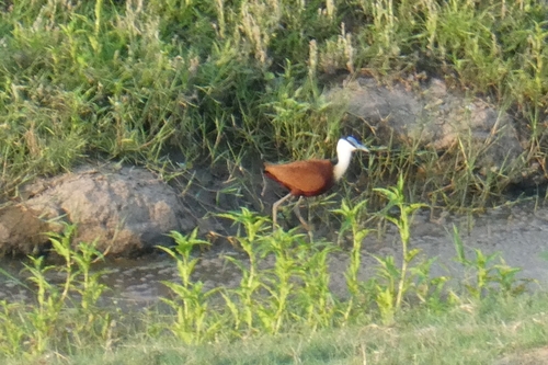 iNaturalist image
