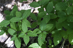 Collinsonia canadensis