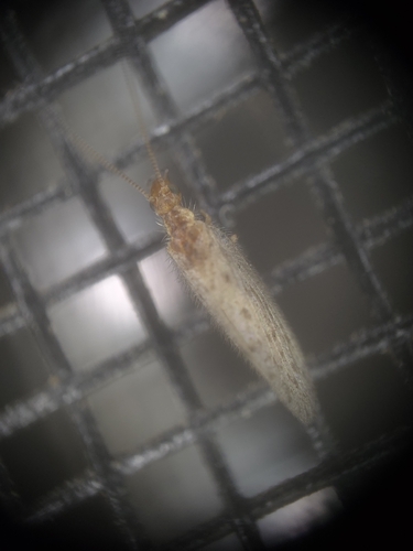 Sympherobius perparvus