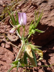 Vicia bithynica