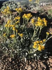 Packera tridenticulata