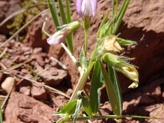 Vicia bithynica