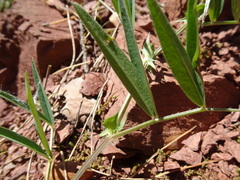 Vicia bithynica