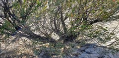 Leptospermum coriaceum