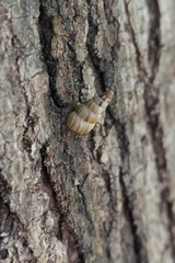 Cochlicella acuta