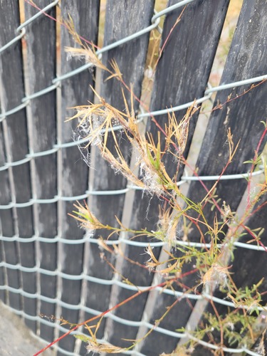 Epilobium brachycarpum, 2026-10-22