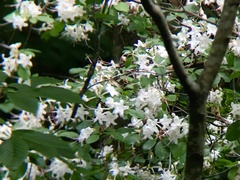 Rhododendron eastmanii