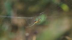 Leucauge blanda