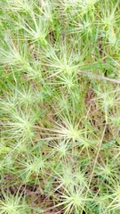 Aegilops