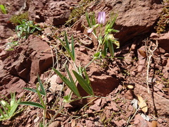 Vicia bithynica