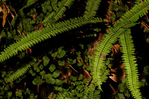 Asplenium monanthes observed 2026-10-18