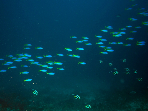 Heniochus diphreutes observed 2026-10-17