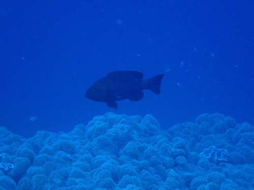 Gracila albomarginata observed 2026-10-21