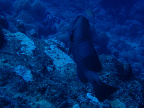 Gracila albomarginata observed 2026-10-21