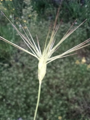 Aegilops