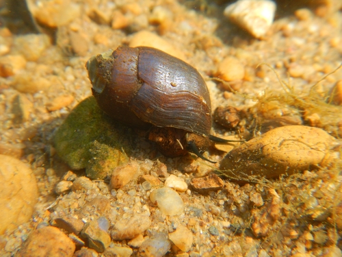 Pleurocera corpulenta observed 2026-10-22